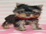 teacup yorkie